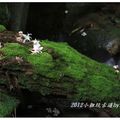 2012-05-05龍潭小粗坑桐花