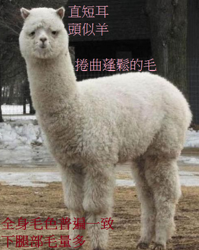 追朔形象,羊駝最常被稱為「草泥馬」。 羊駝,因外型可愛,最常被稱為「草泥馬」。文章內所有圖片均翻拍維基照片編排解說