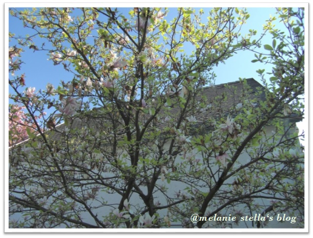 鬱金木蘭花樹