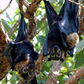 Spectacled flying fox 1