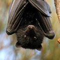 black flying fox 1