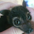 black flying fox 3