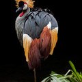 东非冕鹤