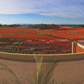 紅砂花園