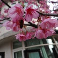櫻花開了