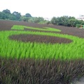 彩繪稻田