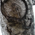 樹紋