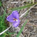 形狀奇特的紫色小花