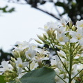 2012油桐花