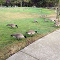 geese 1