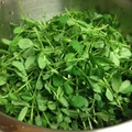 washed pea shoots