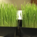 wheatgrass 6-day-old