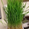 wheatgrass 9-day-old