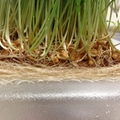 wheatgrass root