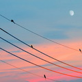 明月淡淡掛天空, 
雀鳥吱吱樂開懷 
共譜一首黃昏曲
