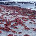 red crab1