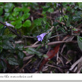 杉林溪林道野花