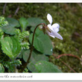 杉林溪林道野花