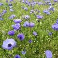 台大梅峰農場裡的花園