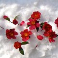 即景花1—『揮別冬季』之 『雪地燦紅』