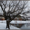 Winter snow pond willow4544