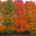 Fall trees2415