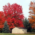 Fall trees2418