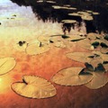 Lotus pond-By MM