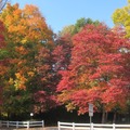 Fall trees2399