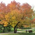秋樹 Cox Arboretum Metro  Park, Dayton, Ohio--MM攝影