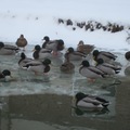 Winter snow pond ducks2-By MM