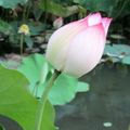Lotus pond7881-By MM