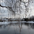 Winter snow pond willow4548-By MM