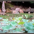 Lotus pond9455-By MM
