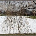 Winter snowpond willow 4474-By MM
