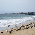 Beach seagulls1233-By MM