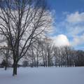 Winter trees scene-By MM