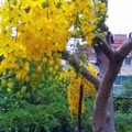 Golden Shower Tree8-By MM