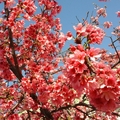 Cherry blossom z1~by MM