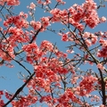 Cheery blossom z2~by MM