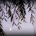 Crescent moon-By MM