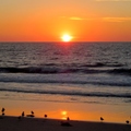 Sunset w seaguls1
