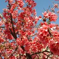 Cherry blossom z1A~by MM