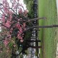 Cherry blossom z3~by MM