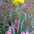 Flowers Hyacinth&daffodil1653-By MM
