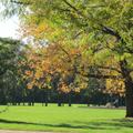 公園秋樹--MM 攝影