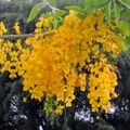 Golden shower tree-By MM