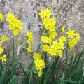 Daffodil blossom1666-By MM