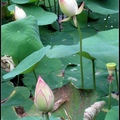 Lotus pond9452-By MM