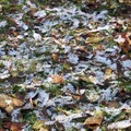 Winter falling leaves4483-ByMM